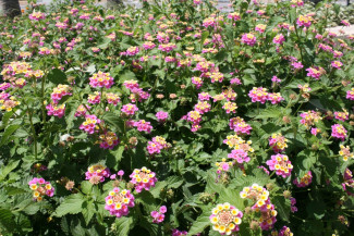 Blüten