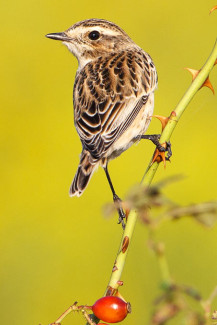 Braunkehlchen