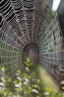 Spinnennetz