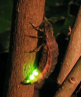 Großer Leuchtkäfer