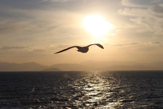 Vogel über dem Meer